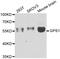 G Protein Pathway Suppressor 1 antibody, A05237, Boster Biological Technology, Western Blot image 