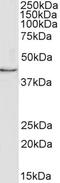 SED1 antibody, orb385476, Biorbyt, Western Blot image 