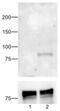 Signal Transducer And Activator Of Transcription 1 antibody, 14-9008-82, Invitrogen Antibodies, Western Blot image 