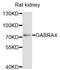 Gamma-Aminobutyric Acid Type A Receptor Alpha4 Subunit antibody, STJ23730, St John