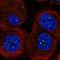 Signal Regulatory Protein Beta 2 antibody, HPA048032, Atlas Antibodies, Immunofluorescence image 