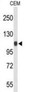 Importin 11 antibody, abx034462, Abbexa, Western Blot image 