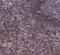 Interleukin 7 antibody, NBP1-83111, Novus Biologicals, Immunohistochemistry frozen image 