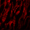 Autophagy Related 9A antibody, 6013, ProSci, Immunofluorescence image 