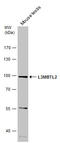 L3MBTL Histone Methyl-Lysine Binding Protein 2 antibody, GTX107234, GeneTex, Western Blot image 