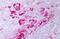 Crystallin Alpha B antibody, MBS245549, MyBioSource, Immunohistochemistry frozen image 