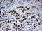 Nibrin antibody, LS-C175561, Lifespan Biosciences, Immunohistochemistry frozen image 