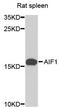 AIF1 antibody, A12391, ABclonal Technology, Western Blot image 