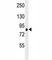 Ribosomal Protein S6 Kinase A1 antibody, F40249-0.4ML, NSJ Bioreagents, Western Blot image 