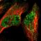 TRNA Methyltransferase 12 Homolog antibody, NBP1-83633, Novus Biologicals, Immunofluorescence image 
