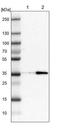 ERGIC And Golgi 3 antibody, NBP1-89881, Novus Biologicals, Western Blot image 