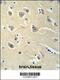 Proenkephalin-A antibody, 62-092, ProSci, Immunohistochemistry frozen image 