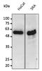 p53 antibody, AB0154-200, Origene, Western Blot image 