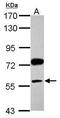 Nicotinamide Phosphoribosyltransferase antibody, GTX117467, GeneTex, Western Blot image 