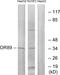 Olfactory receptor 89  antibody, PA5-38192, Invitrogen Antibodies, Western Blot image 