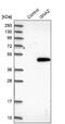 G Protein Subunit Alpha Z antibody, NBP1-88111, Novus Biologicals, Western Blot image 