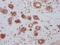 BCL2 Like 1 antibody, CSB-RA247982A0HU, Cusabio, Immunohistochemistry frozen image 