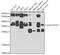 H2AFY antibody, GTX32709, GeneTex, Western Blot image 