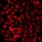 Receptor Activity Modifying Protein 3 antibody, orb412480, Biorbyt, Immunocytochemistry image 
