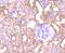 Placental Growth Factor antibody, NBP2-67067, Novus Biologicals, Immunohistochemistry paraffin image 