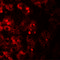 Transmembrane Protein 106B antibody, 6783, ProSci Inc, Immunofluorescence image 