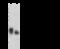 Adenylate Kinase 1 antibody, 80583-T52, Sino Biological, Western Blot image 