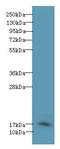 Prefoldin Subunit 2 antibody, LS-C376307, Lifespan Biosciences, Western Blot image 