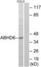 Abhydrolase Domain Containing 6 antibody, LS-B9707, Lifespan Biosciences, Western Blot image 