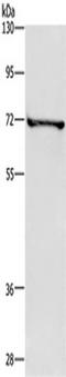 Tripartite Motif Containing 29 antibody, TA349247, Origene, Western Blot image 