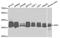 Tripeptidyl Peptidase 1 antibody, PA5-76765, Invitrogen Antibodies, Western Blot image 