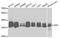 Tripeptidyl Peptidase 1 antibody, PA5-76765, Invitrogen Antibodies, Western Blot image 