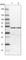 PTGES3L-AARSD1 antibody, HPA023714, Atlas Antibodies, Western Blot image 