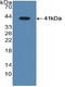 Nuclear Receptor Subfamily 1 Group H Member 3 antibody, LS-C372890, Lifespan Biosciences, Western Blot image 