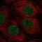 Transmembrane protein 92 antibody, NBP2-38013, Novus Biologicals, Immunocytochemistry image 