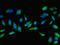 Molybdopterin synthase catalytic subunit antibody, orb41540, Biorbyt, Immunofluorescence image 