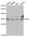 Arginase 1 antibody, abx001527, Abbexa, Western Blot image 