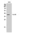 Transmembrane Protein 30B antibody, A13764-1, Boster Biological Technology, Western Blot image 