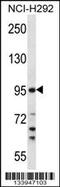 Transmembrane Serine Protease 7 antibody, 57-321, ProSci, Western Blot image 