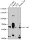 Solute Carrier Family 1 Member 6 antibody, 18-863, ProSci, Western Blot image 