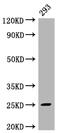 Mitotic Arrest Deficient 2 Like 2 antibody, CSB-RA782379A0HU, Cusabio, Western Blot image 