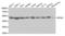 Eukaryotic Translation Initiation Factor 4A1 antibody, abx004044, Abbexa, Western Blot image 