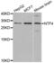 Neurotrophin 4 antibody, abx002282, Abbexa, Western Blot image 