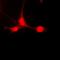 Signal Transducer And Activator Of Transcription 5A antibody, orb214623, Biorbyt, Immunofluorescence image 