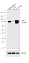CD44 antibody, MA5-13890, Invitrogen Antibodies, Western Blot image 