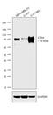 CD44 antibody, MA5-13890, Invitrogen Antibodies, Western Blot image 