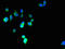 Phosphatidylinositol Glycan Anchor Biosynthesis Class Z antibody, LS-C398990, Lifespan Biosciences, Immunofluorescence image 