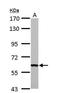 Fas Activated Serine/Threonine Kinase antibody, NBP1-31323, Novus Biologicals, Western Blot image 
