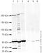 FAS antibody, ab22759, Abcam, Western Blot image 