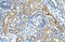 Cysteine Rich With EGF Like Domains 1 antibody, 31-373, ProSci, Immunohistochemistry frozen image 