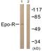 Erythropoietin Receptor antibody, LS-C117890, Lifespan Biosciences, Western Blot image 